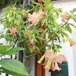 住宿加早餐酒店 Casa O Futuro