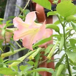 Casa O Futuro 4* 阿尔科巴萨