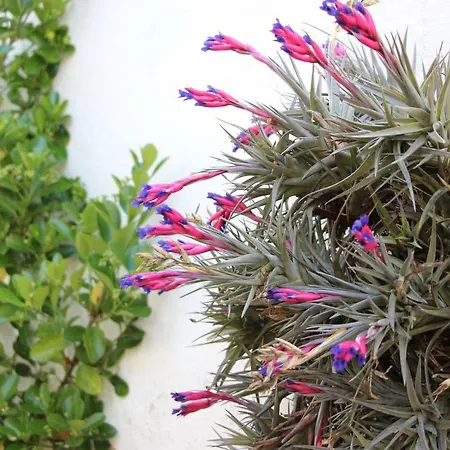 Casa O Futuro Couette-café Alcobaça