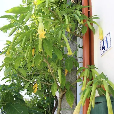 Casa O Futuro アルコバサ