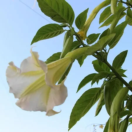 Couette-café Casa O Futuro 4*