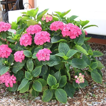 Bed & Breakfast Casa O Futuro Alcobaça