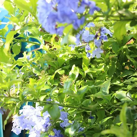 Casa O Futuro Couette-café Alcobaça