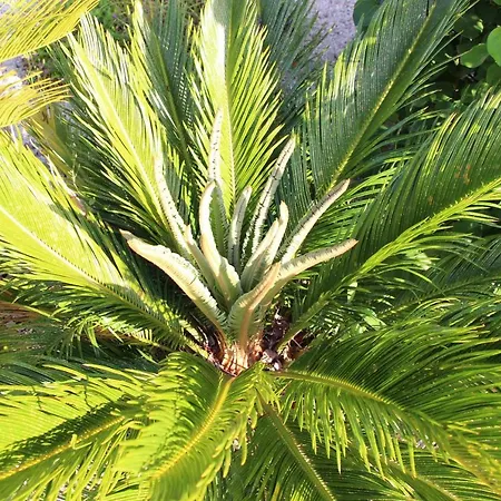 Casa O Futuro Couette-café