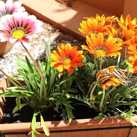 Bed & Breakfast Casa O Futuro