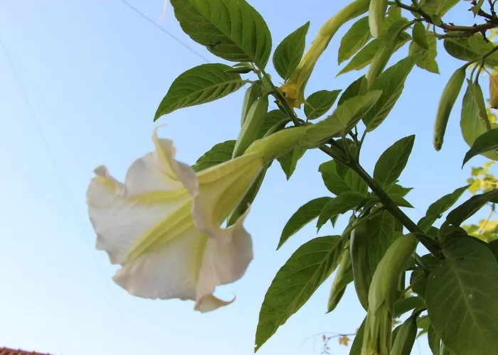 Bed & Breakfast Casa O Futuro 4*