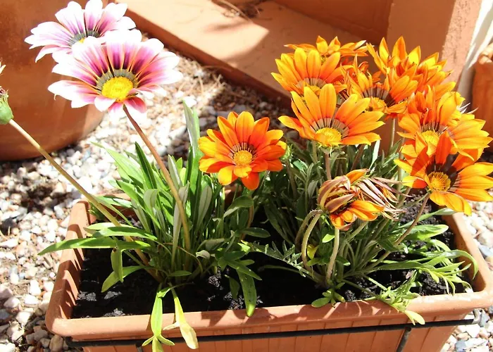 Bed & Breakfast Casa O Futuro